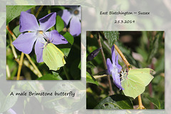 Brimstone butterfly, male, East Blatchington ~ 25.3.2018
