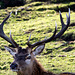 Stag (2)