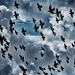 Dramatic Starlings