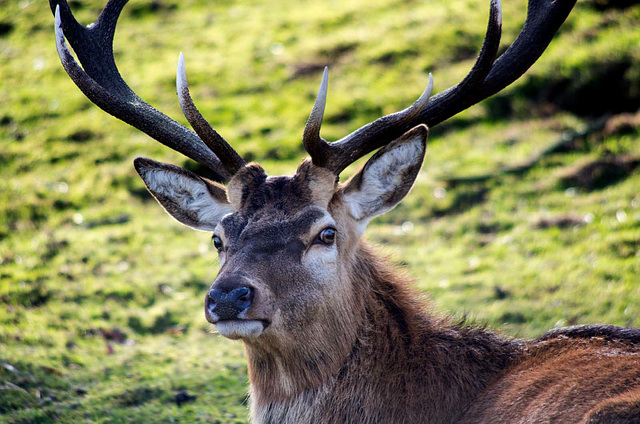 Stag (3)
