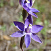 Thelymitra nuda (Plain Sun Orchid)