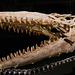 Mosasaure (-90 millions d'années)
