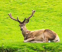 Stag (4)
