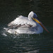 Dalmatian pelican, agitating