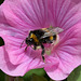 The humble Bumble Bee