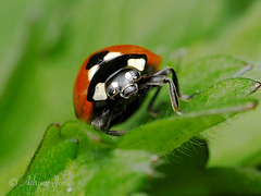 7-spot Ladybird (Coccinella septempunctata)