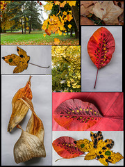 les couleurs de l'automne