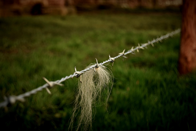 Wool on a barbed wire fence.