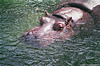 Hippopotamus amphibius, Flußpferd (2000)