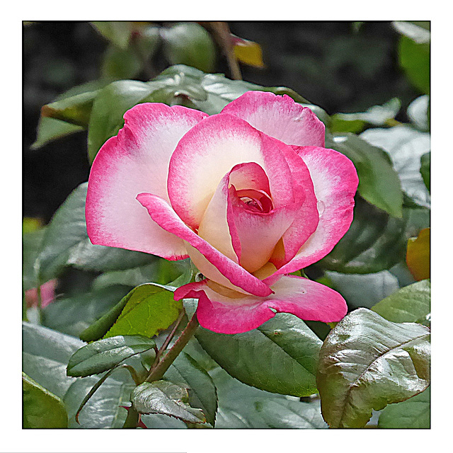 Petite Peace rose from Oak House Seaford - 14.8.2018