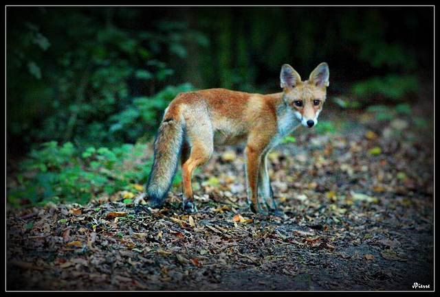 Renard- Fox
