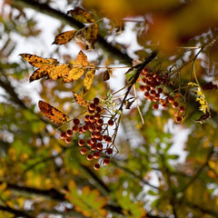 Rowan leaves and berries