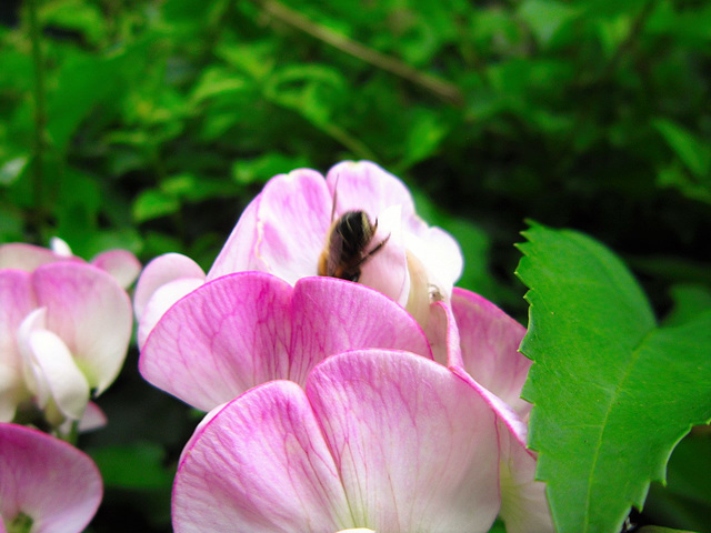 The bee was having a great time amongst the wild sweetpea