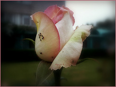 Une belle rose pour une belle journée !