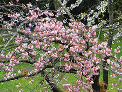Cerisiers du Japon ou Sakuras************