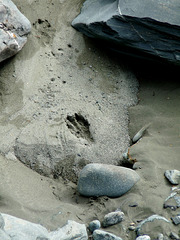 Bear's Footprint?