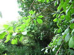 Damson plums are plentiful on the tree this year