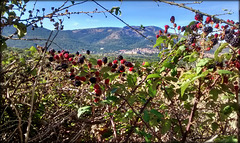 San Lorenzo de El Escorial and blackberries.