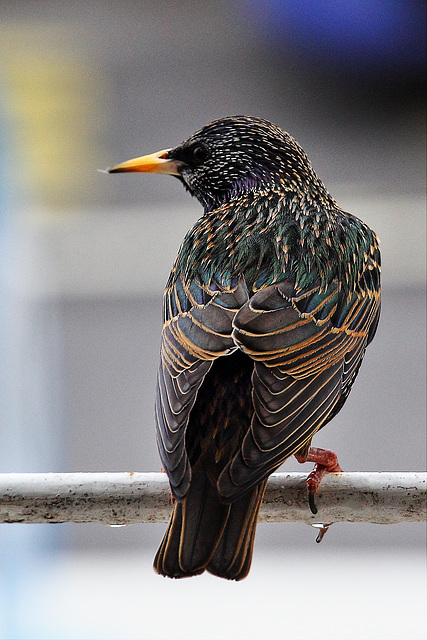 EOS 60D Unknown 10 47 09 7974 Starling dpp hdr