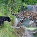 Panther and jaguar