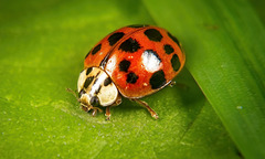 Der Asiatische Marienkäfer hat sich mal gezeigt :))  The Asian ladybird has made an appearance :)) La coccinelle asiatique a fait une apparition :))