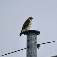 Red-tailed hawk on a TVA pole