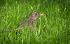 Die Amseldame ist im hohen,nassen Gras umhergelaufen :))  The blackbird was running around in the tall, wet grass :))  Le merle courait dans les herbes hautes et mouillées :))