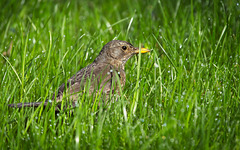 Die Amseldame ist im hohen,nassen Gras umhergelaufen :))  The blackbird was running around in the tall, wet grass :))  Le merle courait dans les herbes hautes et mouillées :))