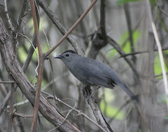 moqueur-chat/black catbird