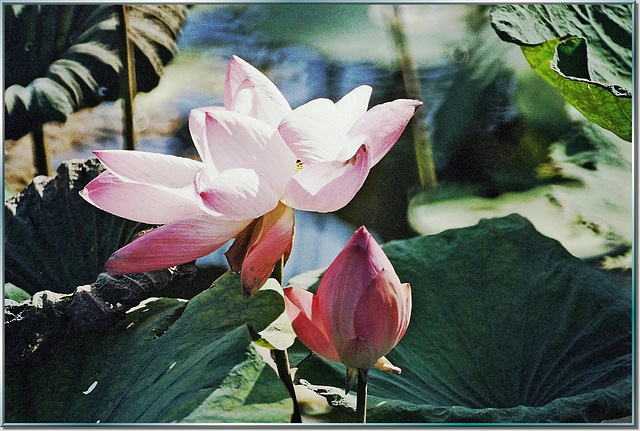 Lotusblüten. ©UdoSm