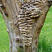 Apple Tree Stump and Fungi