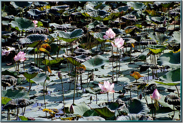 Grüße aus Thailand: Lotusteich am River Kwai. ©UdoSm