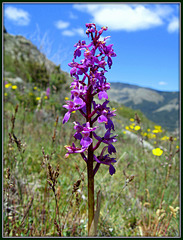 Orchid (Anacamptis picta). Spring revisited no 6. La Sierra de La Cabrera