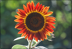 Sunflower facing the sun