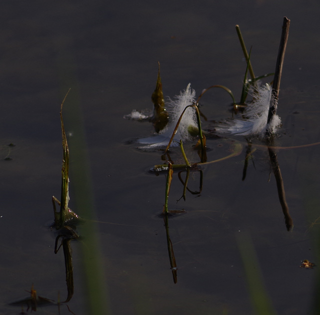 les étangs de la Dombes - Comme la plume au vent.