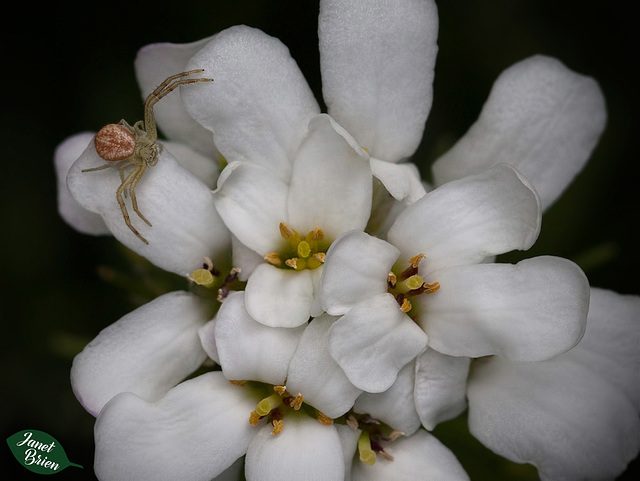34/366: Baby Crab Spider on Candytuft (+3 in notes)