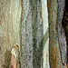 tree bark altered photo