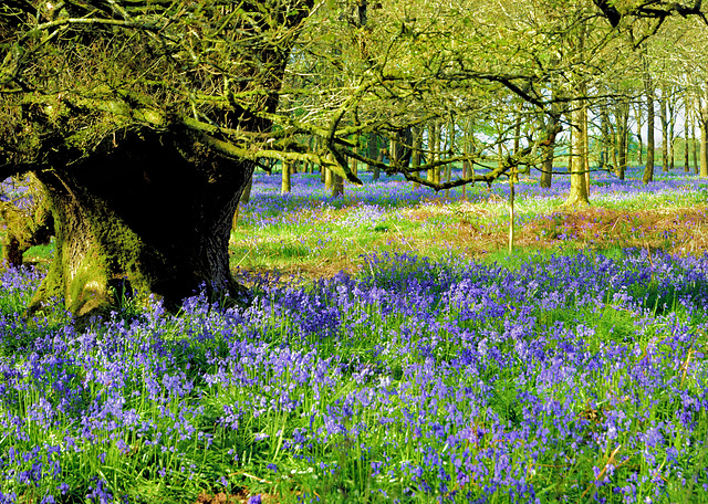 Ashmore Wood ~ Bluebells