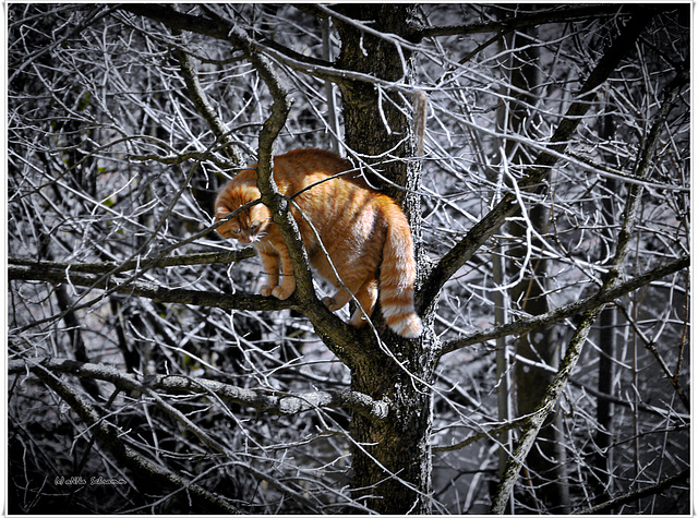 the cat in the tree ...