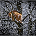 the cat in the tree ...