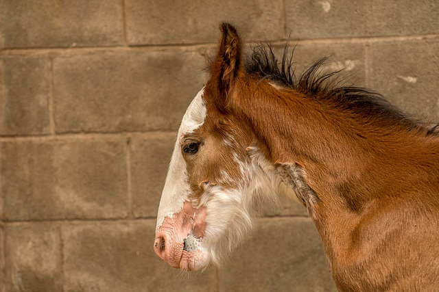 A close up of the foal