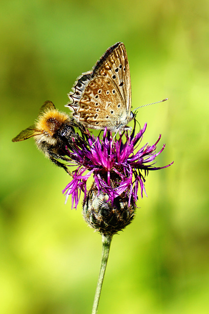 Kein Streit um den Nektar - No quarrel about the nectar