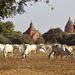 cows and temples