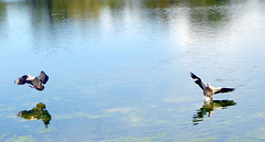 Nilgänse - Landeanflug im Wasser