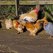 A huddle of chickens