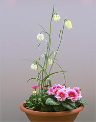 Spring plant bowls