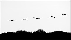 Silhouetted Geese