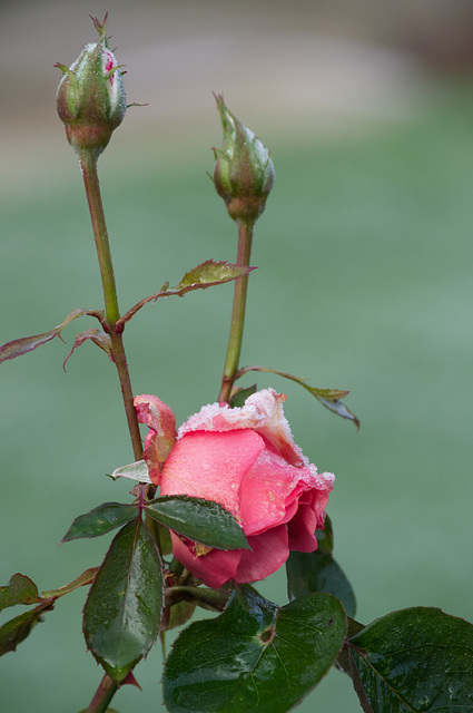 Frosty rose, December 2012