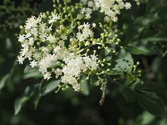 Elder Blossom