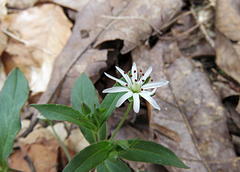 Star Chickweed Flower
